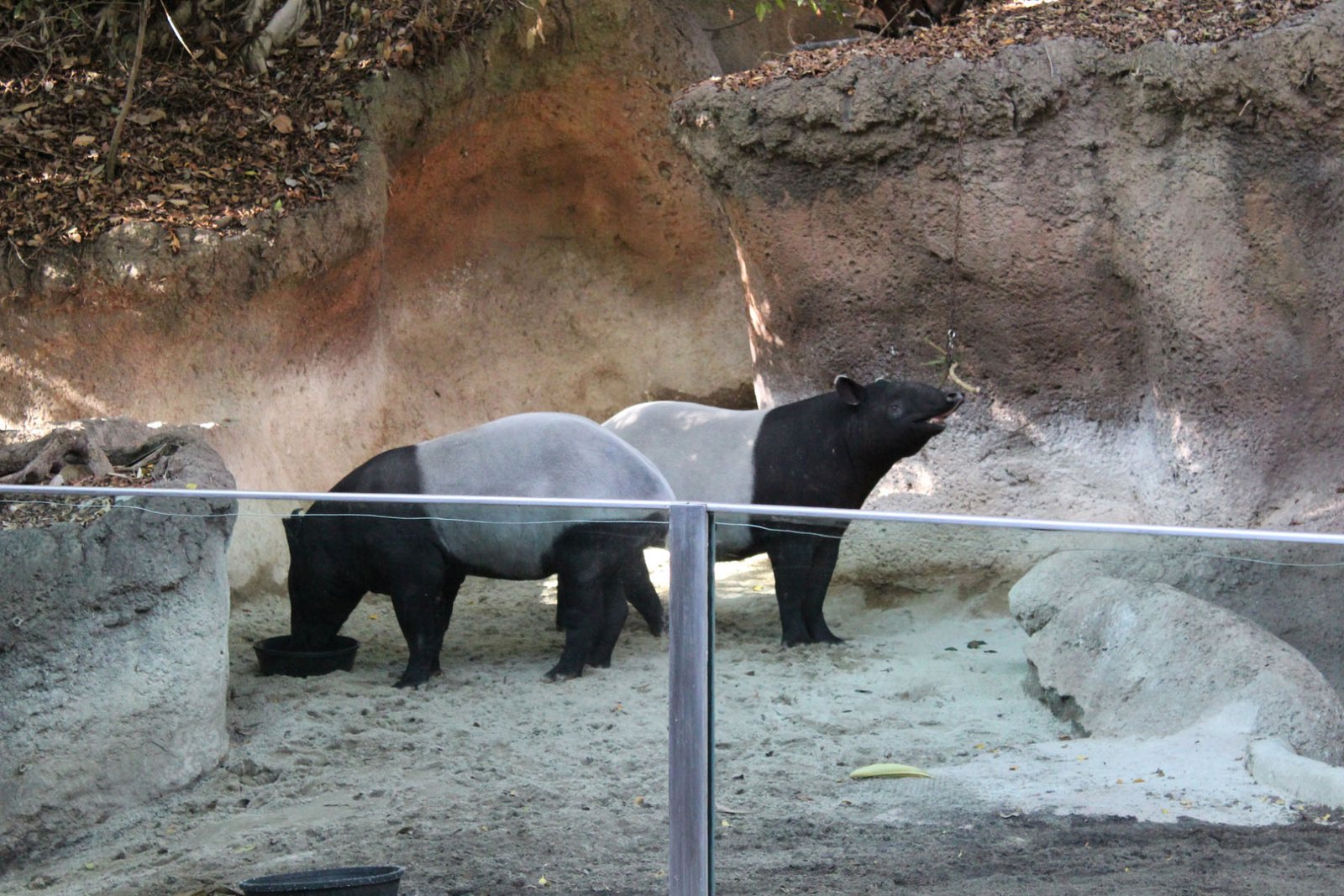 San Diego Zoo Part II 121